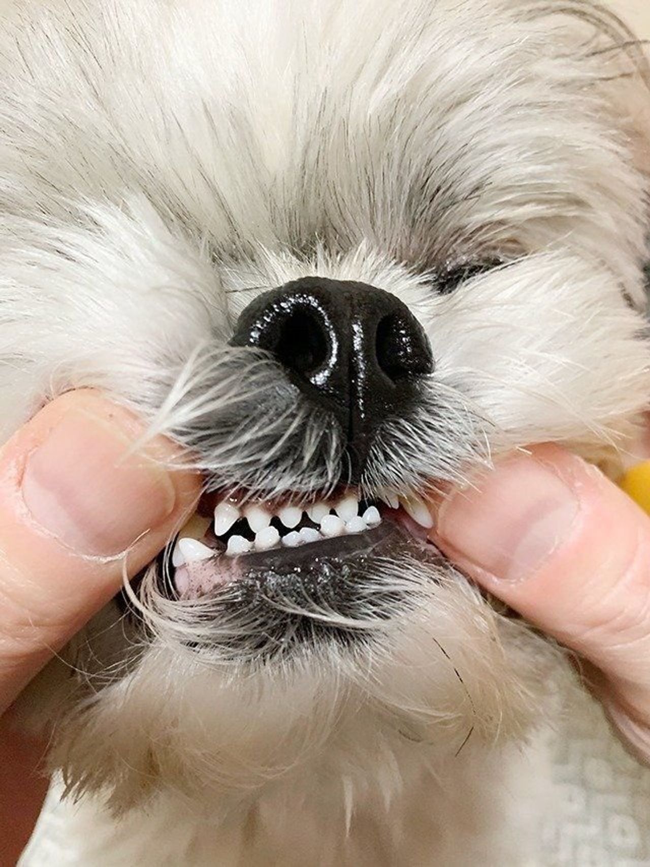 シーズー犬は歯が命 連載 シーズー犬のてんぽ 第13回 いぬのきもちweb Magazine シーズー犬は歯が命 連載 シーズー犬のてんぽ 第13回 いぬのきもちweb Magazine