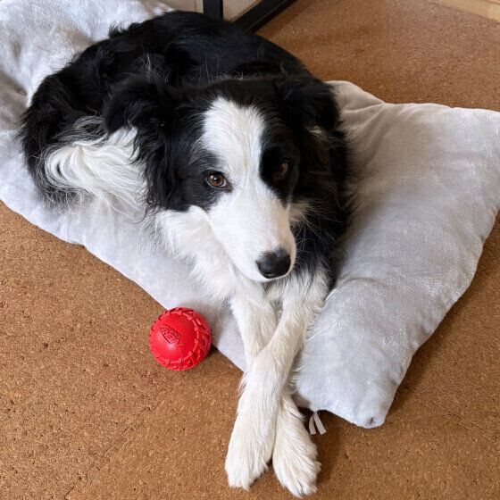 前足をクロスさせるボーダー・コリー