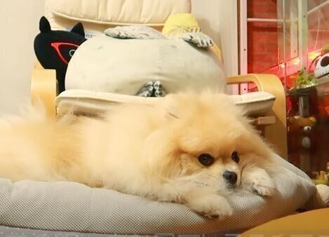 ポメラニアン　モチちゃん