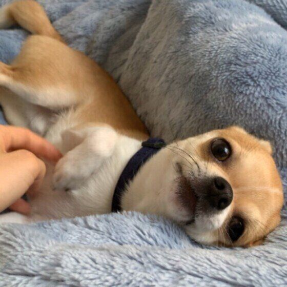 チワワのソックスくん