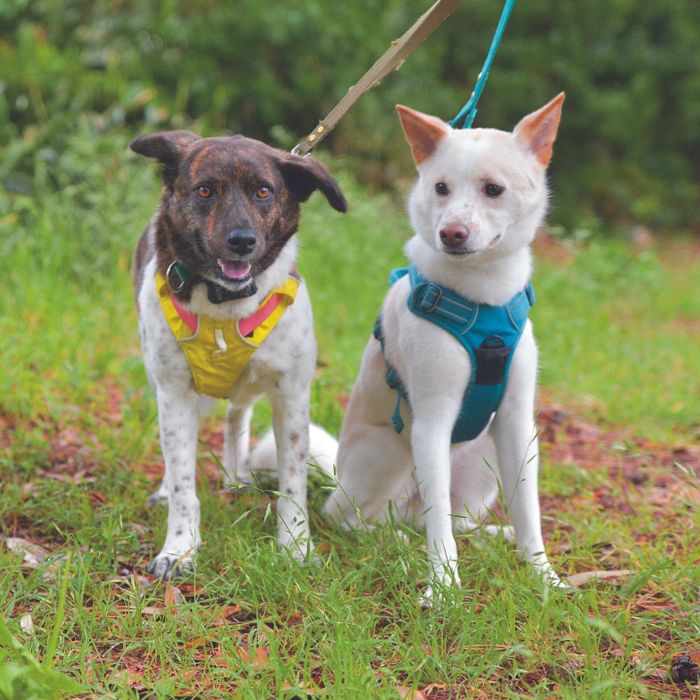 取材当日、神奈川県葉山町の公園に、Poochの預かりボランティアさんたちが預かり犬とともに集まってくれました。ボランティアさんが預かり中のふぅちゃん(推定5才/左)。マックスくん(推定1才/右)は預かりから家族に。2頭は茨城県の元野犬でした
