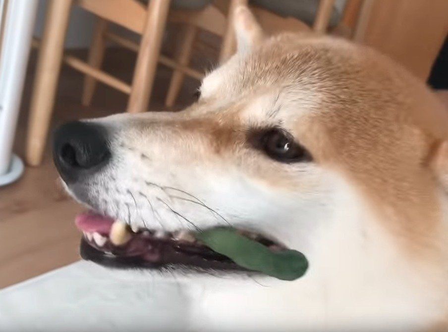 ガムを食べる犬