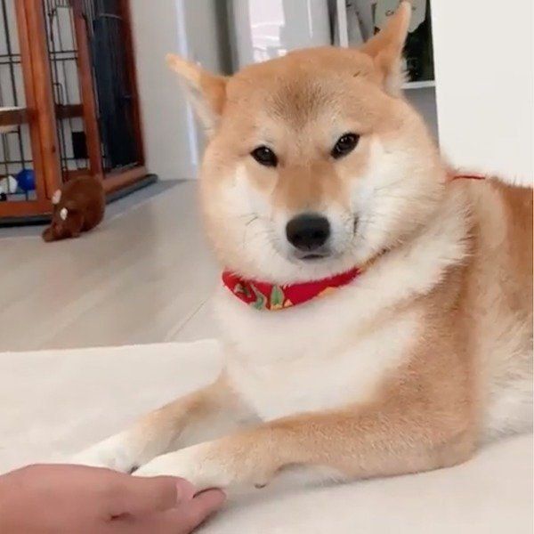 お散歩に行けなくてスネる柴 抱きしめたくなるその姿とは いぬのきもちweb Magazine