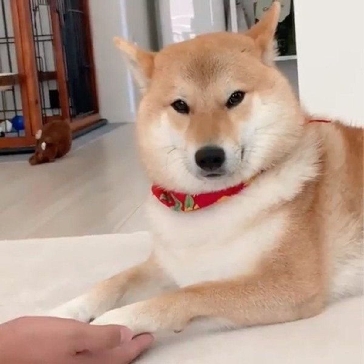 お散歩に行けなくてスネる柴 抱きしめたくなるその姿とは いぬのきもちweb Magazine お散歩に行けなくてスネる柴 抱きしめたくなるその姿とは いぬのきもちweb Magazine