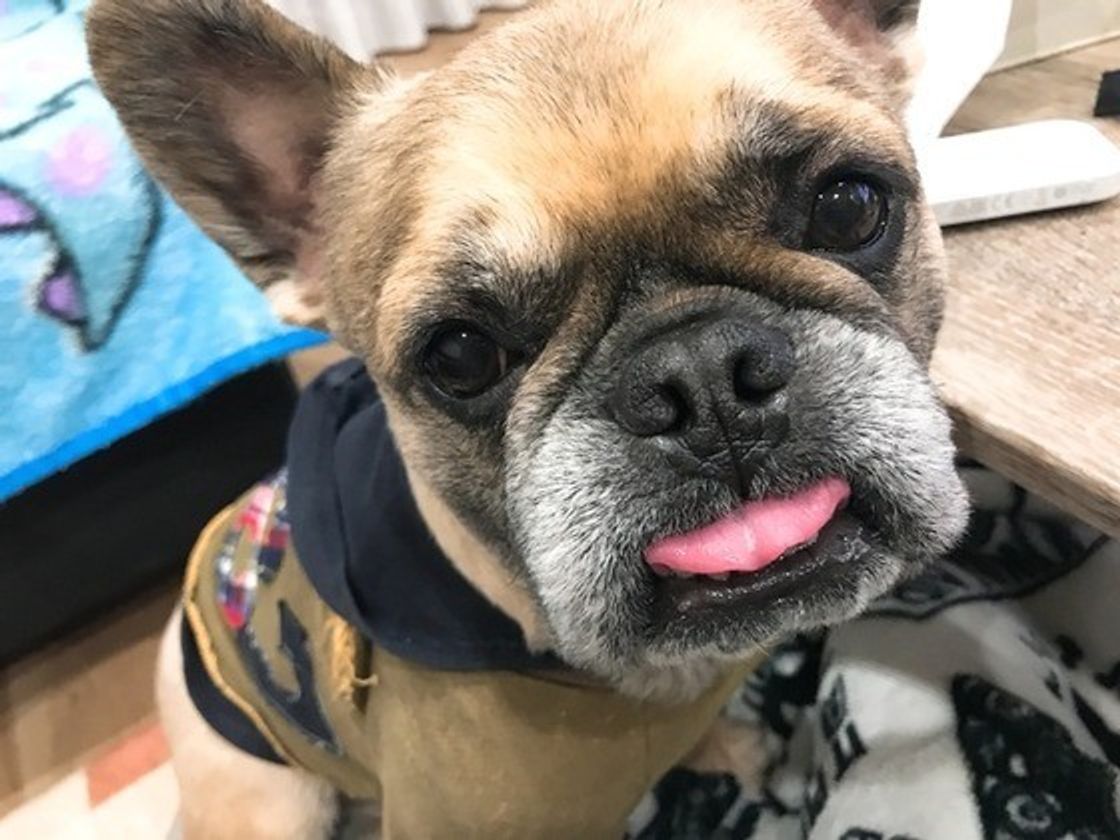 専門家が解説 共働きの飼い主さん必読 お留守番している犬のホンネとは いぬのきもちweb Magazine 専門家が解説 共働きの飼い主さん必読 お留守番している犬のホンネとは いぬのきもちweb Magazine