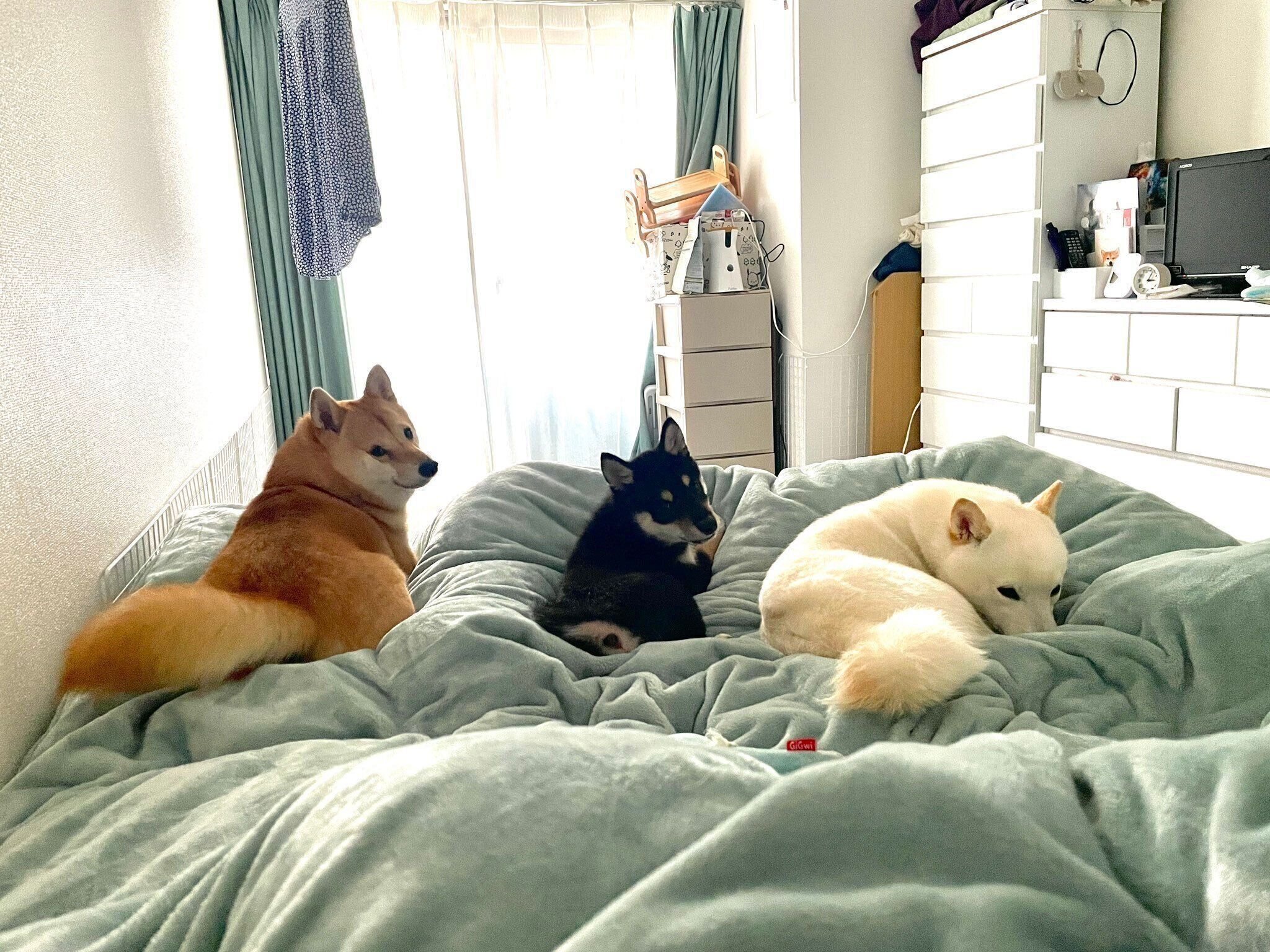 まったりする蓮くん、ポン太くん、ソルちゃん