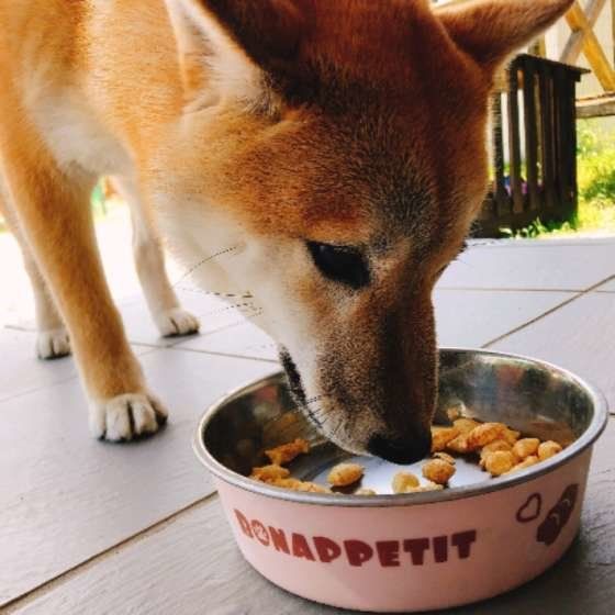おやつを食べる柴犬