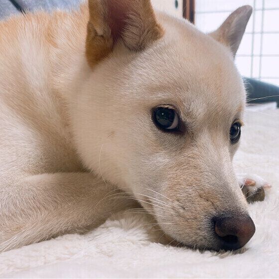 シニア犬の目が白くなる核硬化症ってなに? 白内障との違いを獣医師に聞いてみた いぬのきもち