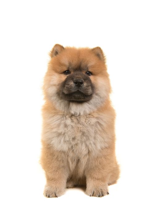 チャウ・チヤウ