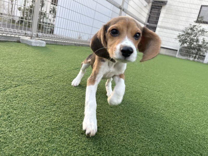 外で遊ぶぽぴいくん