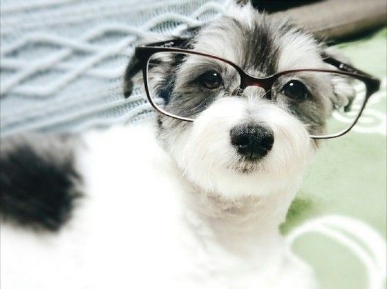 見つめる犬