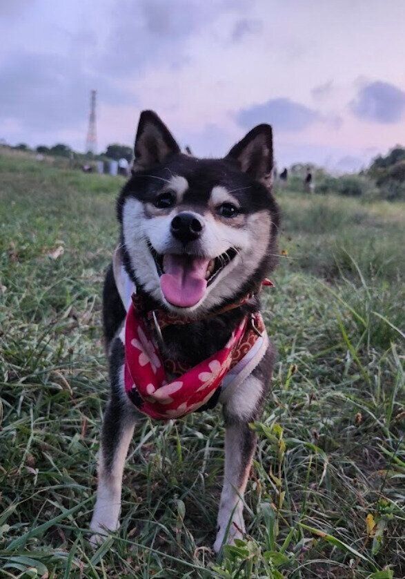 ドッグランを楽しむ柴犬