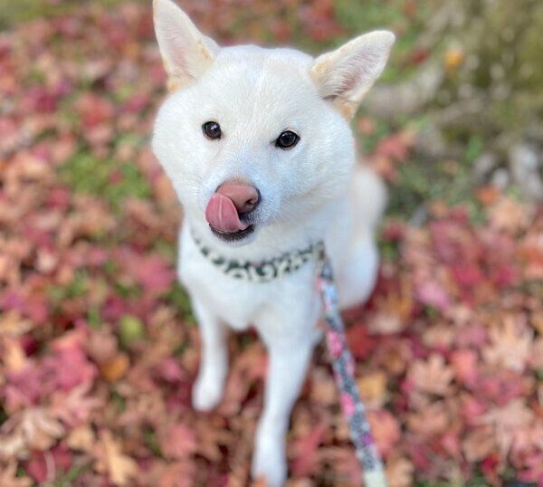 舌を出すたおるくん