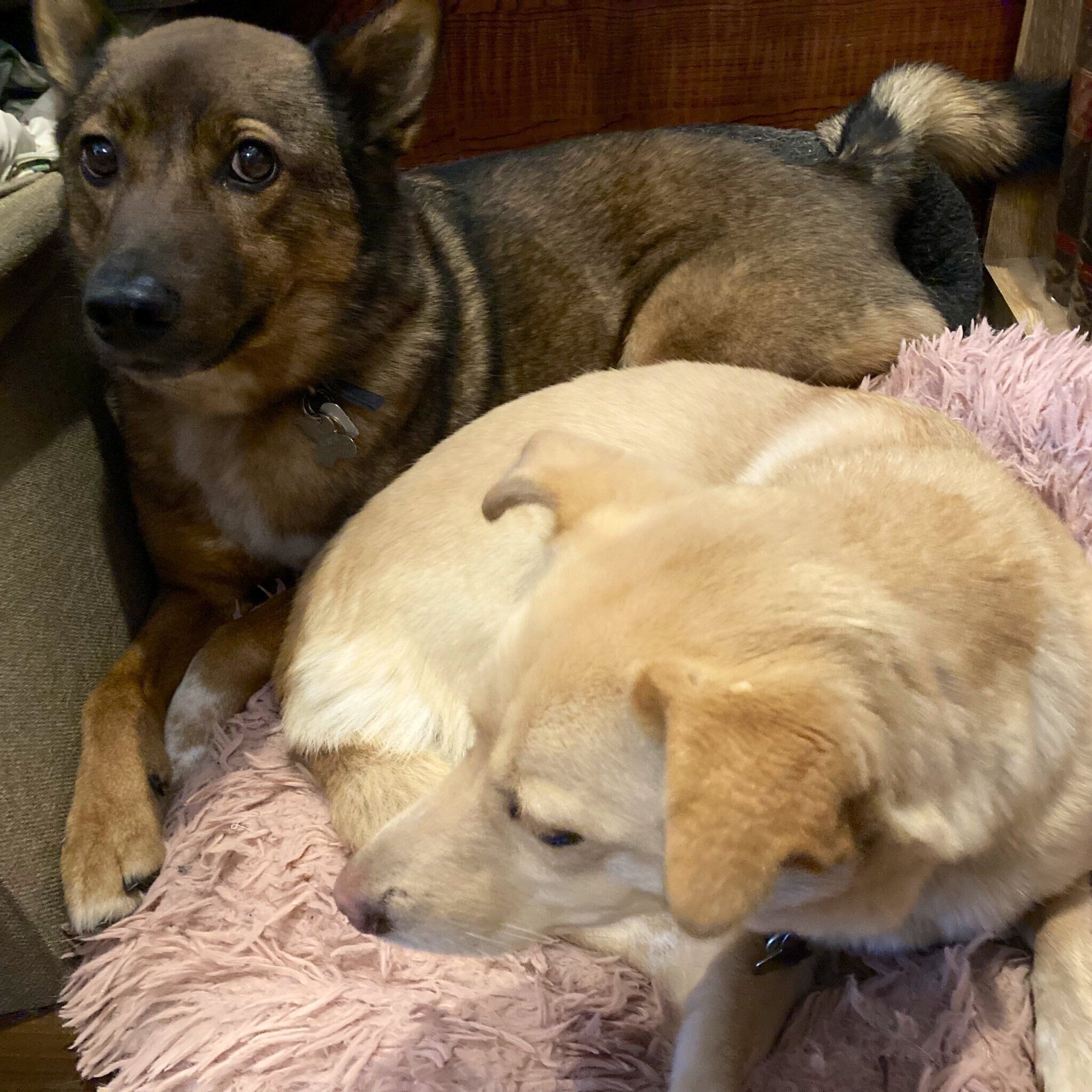 “もの言いたげな表情”で飼い主さんを見つめるしいくん（写真奥）
