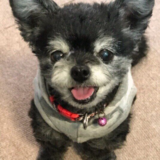 シニア犬と過ごすために、愛犬の健康管理で大切なこと いぬのきもち