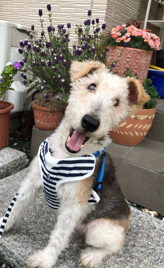 ワイアー・フォックス・テリア