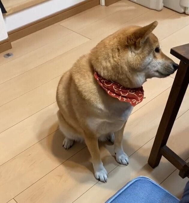 イスのニオイを嗅ぐはるちゃん
