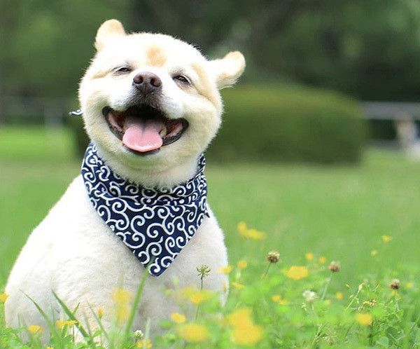 微笑むポメラニアン