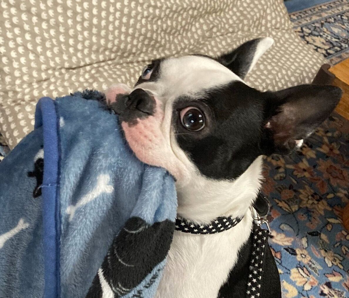 ブランケットをくわえるりーちくん