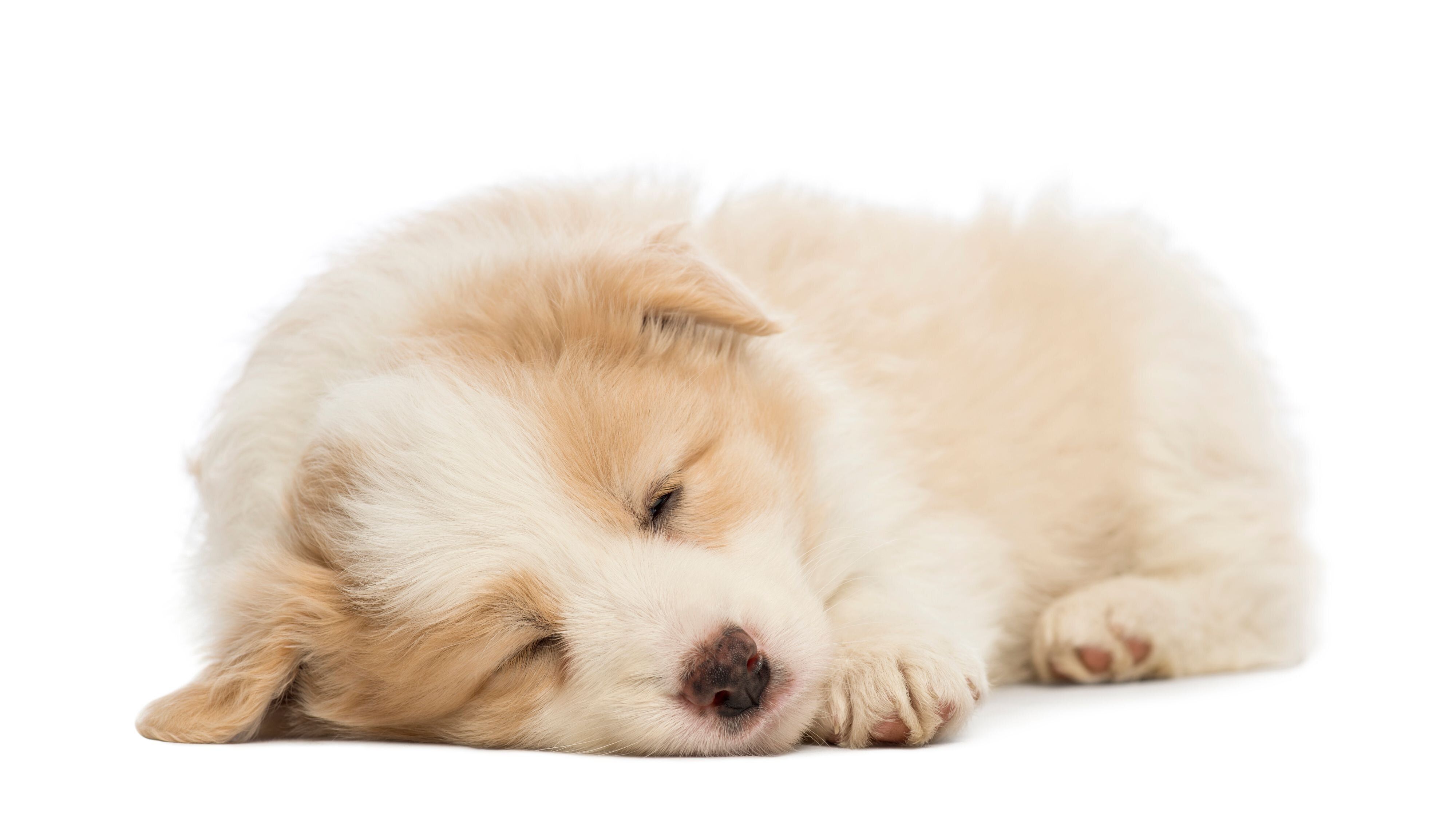 すやすや眠る子犬