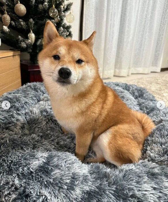 ベッドにすぐに入ったうにくん