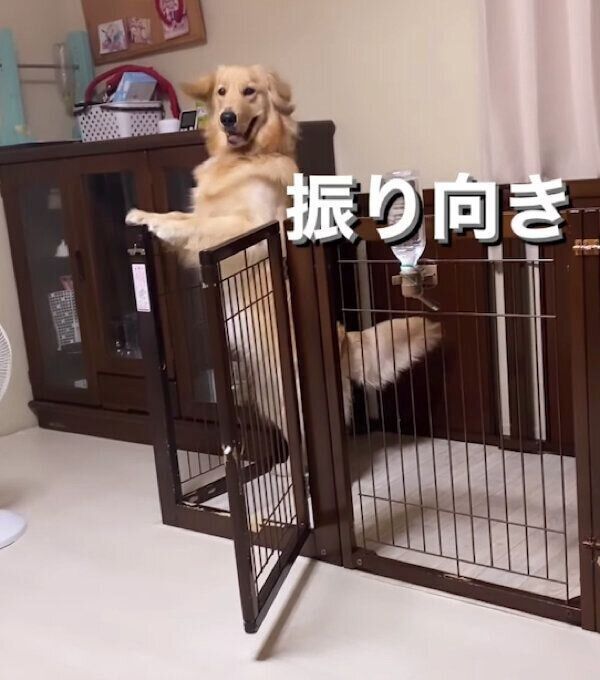 ケージの中でおりこうさんに待つ小春ちゃん
