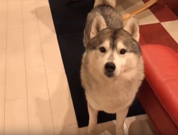 シベリアン・ハスキー