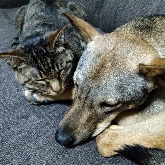 犬にもバリアフリーの住環境を。シニア犬が過ごしやすい暮らしとは いぬのきもち