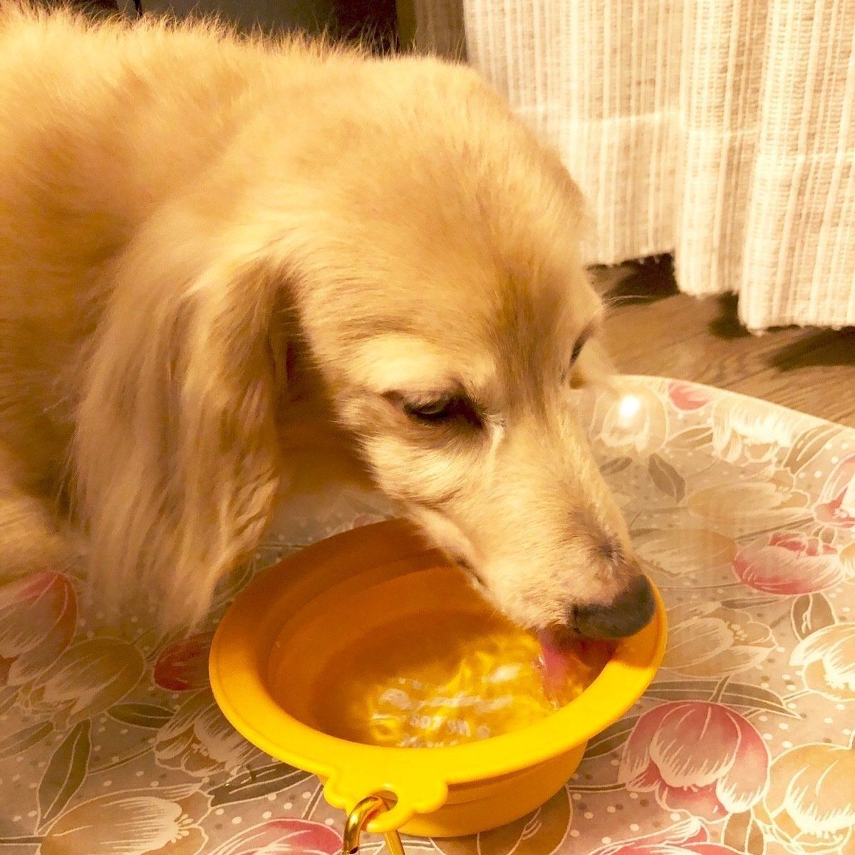 ダックスフンド