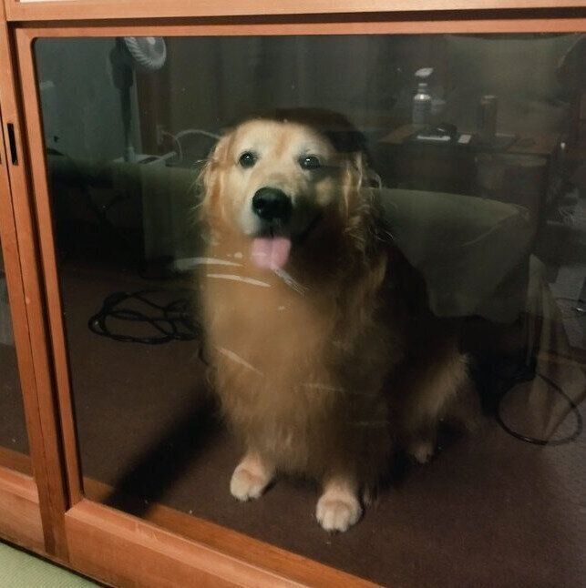 部屋の中を見つめるGくん