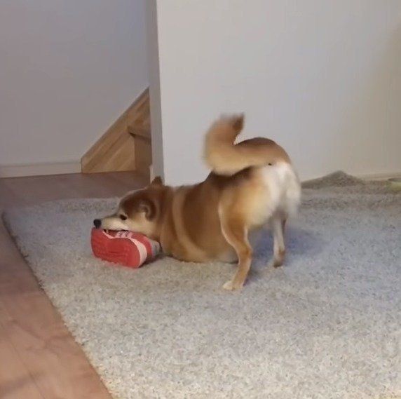 おもちゃで遊ぶ柴犬