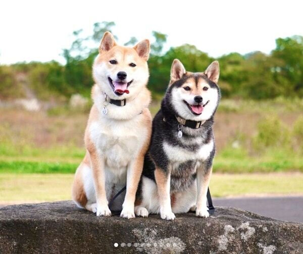 トイレの練習をする妹犬を見守っていた姉犬 約3年が経過した今 微笑ましい関係性を築いていた いぬのきもちweb Magazine トイレの練習をする妹犬を見守っていた姉犬 約3年が経過した今 微笑ましい関係性を築いていた いぬのきもちweb Magazine
