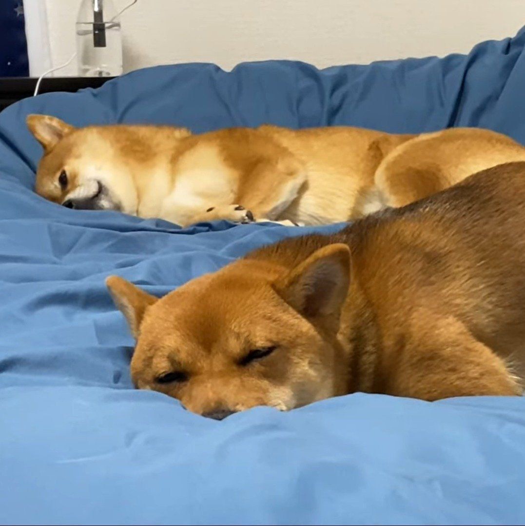 薄目を開けて見ているはちくん