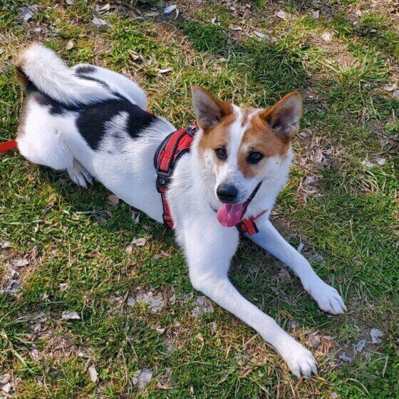 Mixのととろくん