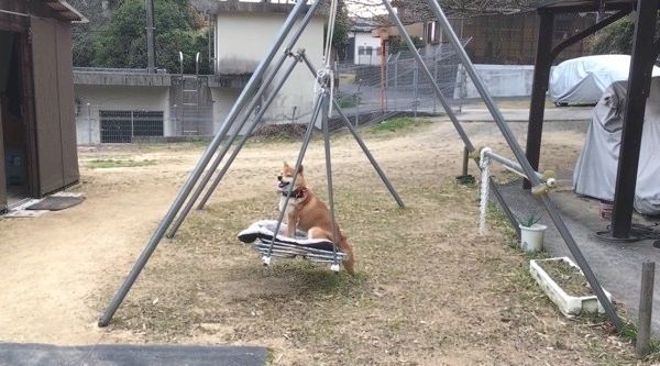 ブランコに乗る柴犬
