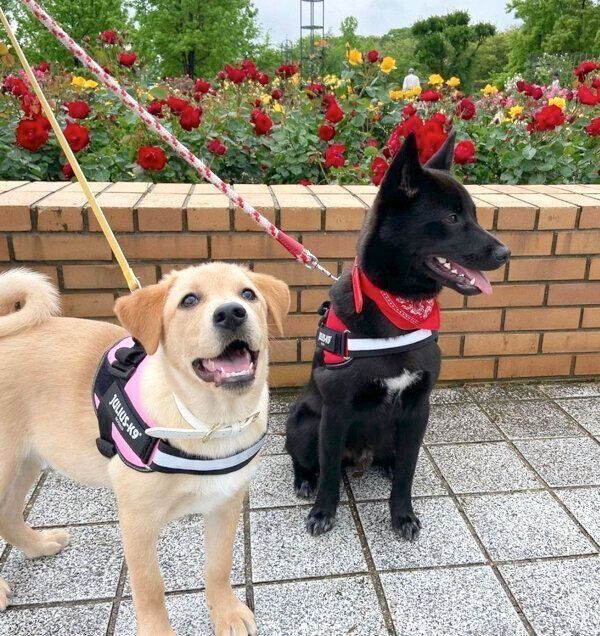 お散歩するムルくん、ヘニムちゃん