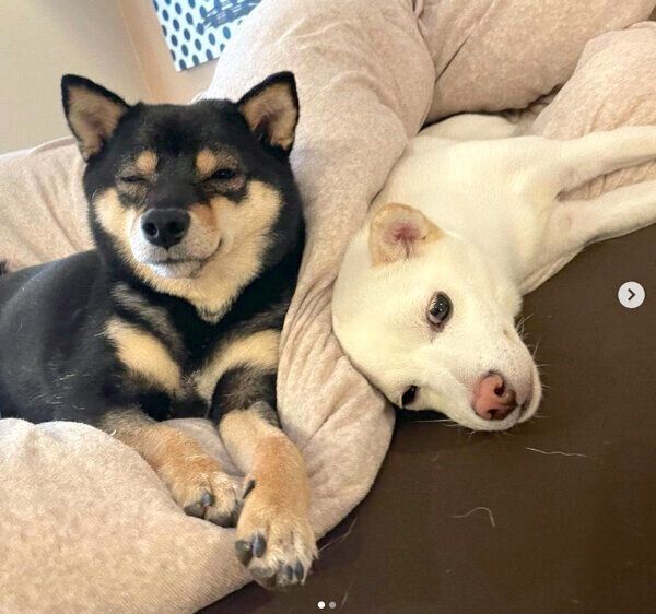 くつろぐずうちゃん、トットくん