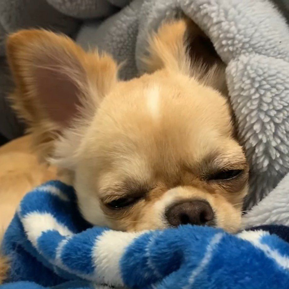 ウトウトしているみるくちゃん