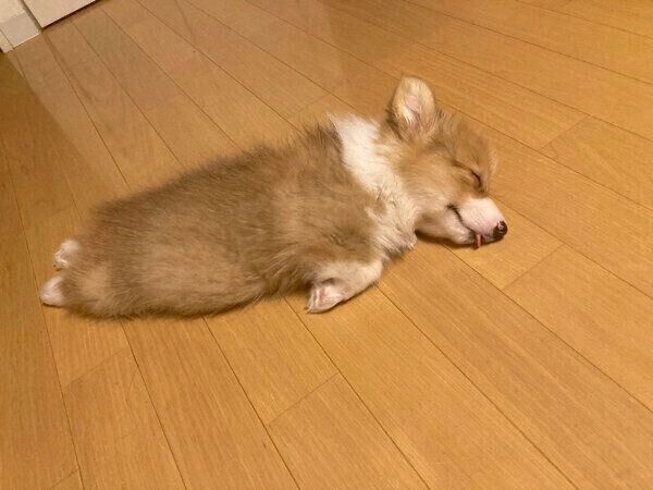 電池切れしちゃったぺぺちゃん