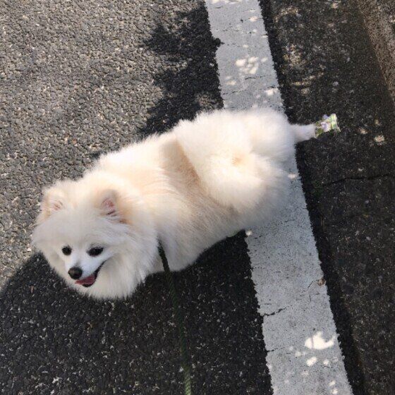 砂かけ行動をするポメラニアン