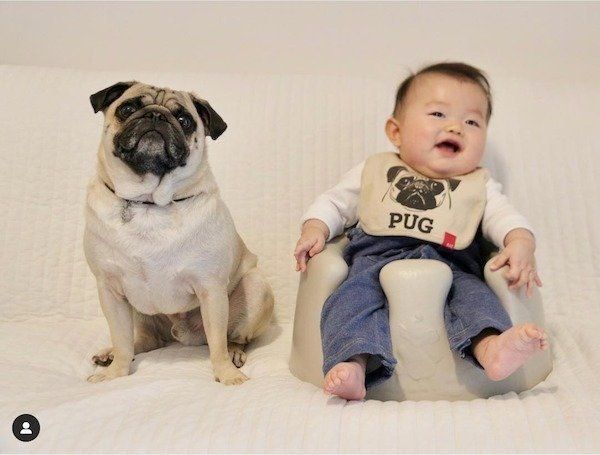 仲良しなパグと赤ちゃん