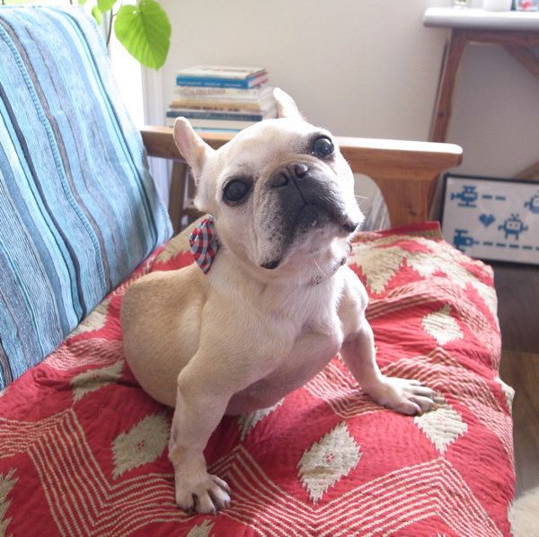 おウチに来た当初の豆福ちゃん