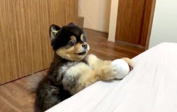 「モンスターボール」で遊ぶたろ吉ちゃん