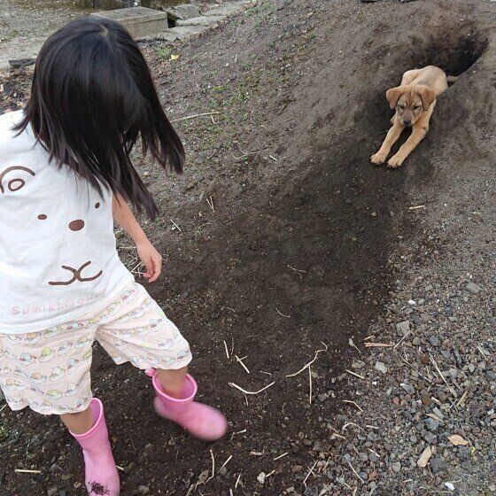 Mix大型犬のおもちちゃん