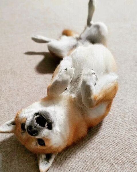 もみじちゃん（柴）