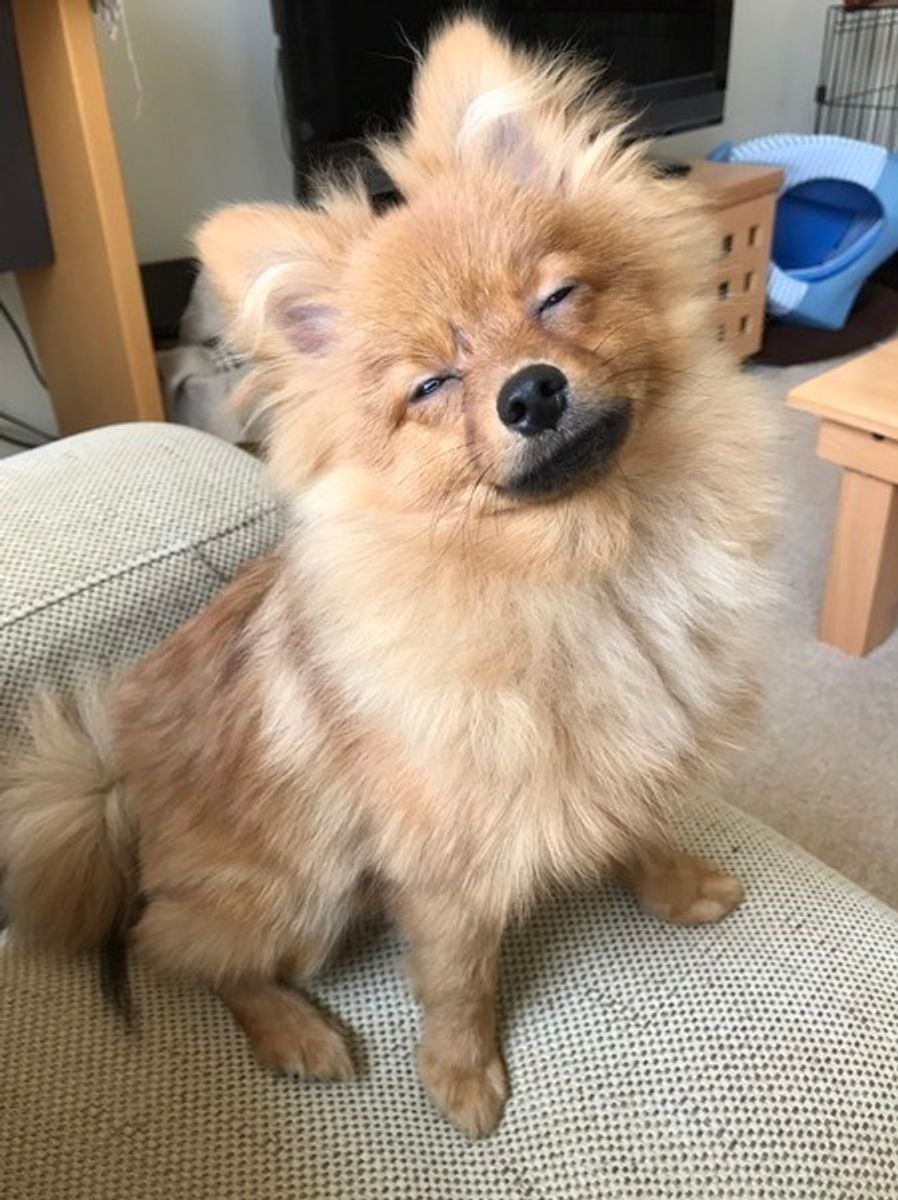 ポメラニアンは初心者でも飼える 性格 特性や飼育のコツ 注意点 いぬのきもちweb Magazine ポメラニアンは初心者でも飼える 性格 特性や飼育のコツ 注意点 いぬのきもちweb Magazine