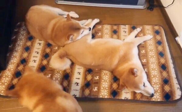 ストーブ前を独占するれんくん・くるみちゃんと、その様子を見ているすずちゃん