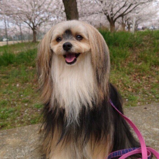 お花見中のヨークシャー・テリアMokoちゃん