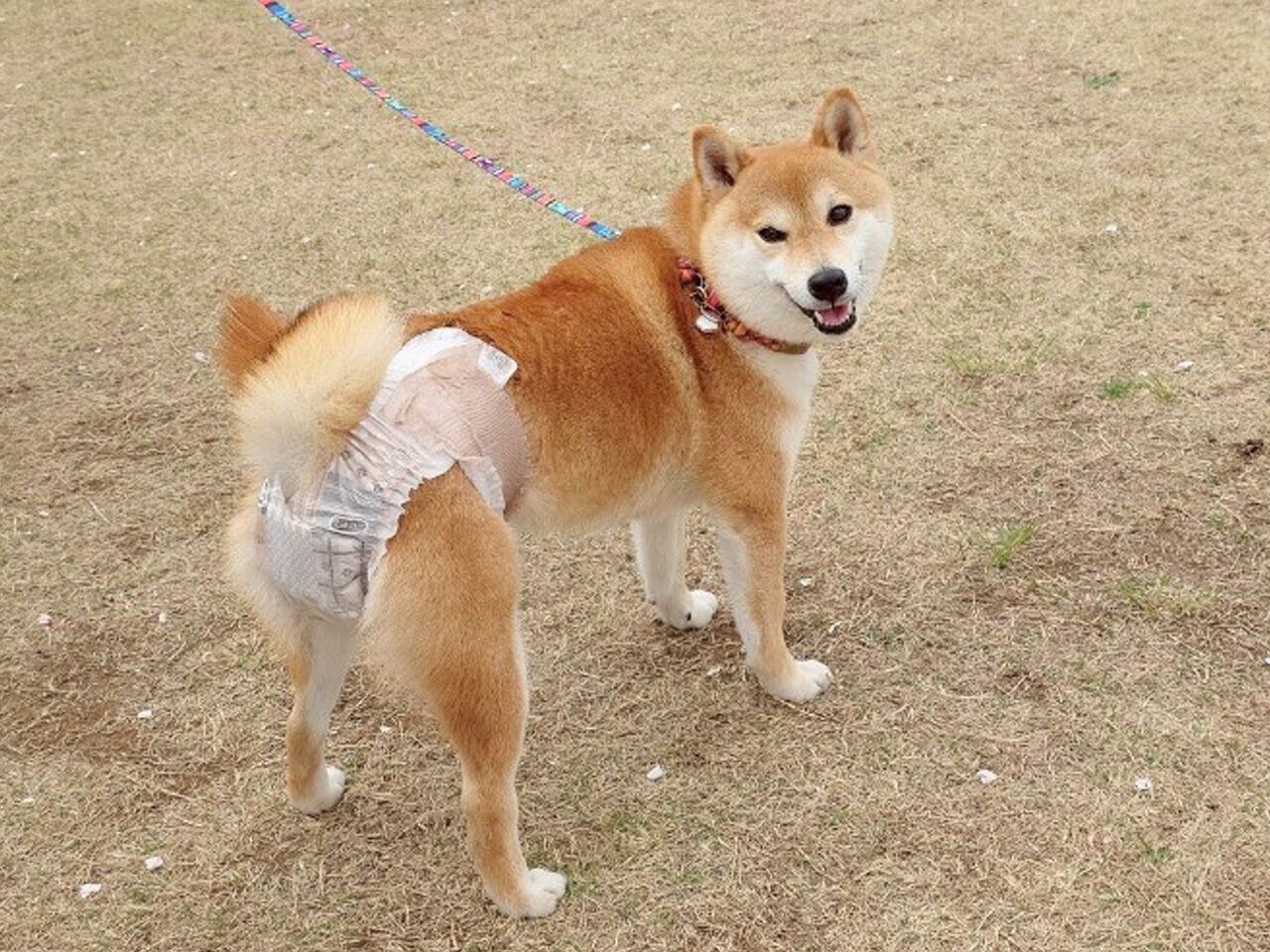 「エリエールPet キミおもい のびのび動けるアクティブウェア」をはいた柴