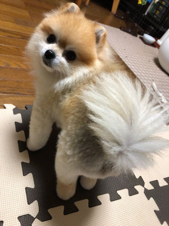 ポメラニアン
